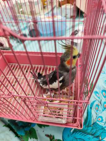 Dammam, Pet Supplies, SAR 150,  Cockateil & Big Cage