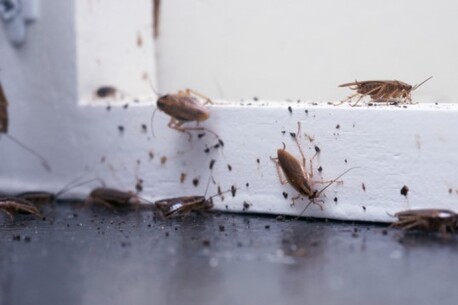 Tbilisi, Cleaning, Roaches Removal Services