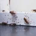 Roaches Removal Services