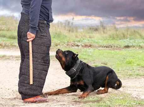 Mumbai, Pet Sitting, Dog Training Service In Mumbai