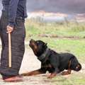 Dog Training Service In Mumbai
