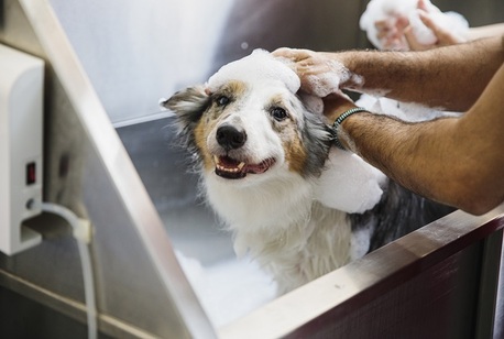 Hyderabad, Pet Sitting, Reduce Pet Stress With Expert Secunderabad Spa And Massage Sessions
