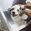 Reduce Pet Stress With Expert Secunderabad Spa And Massage Sessions