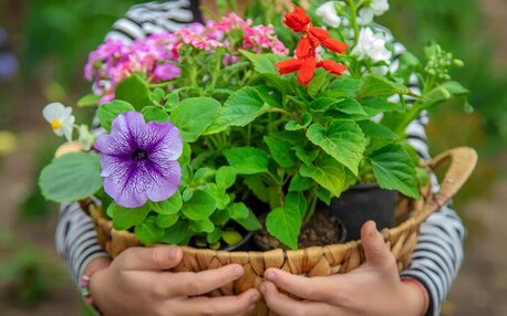 Jaipur, Farm/Garden, Best Evergreen Flowering Plants In India For Beautiful Home Gardens