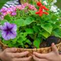 Best Evergreen Flowering Plants In India For Beautiful Home Gardens