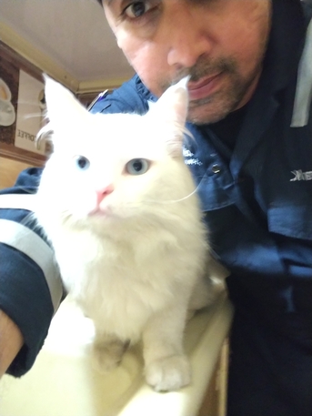 Jubail, Pet Adoption, Free Adoption (Urgent)