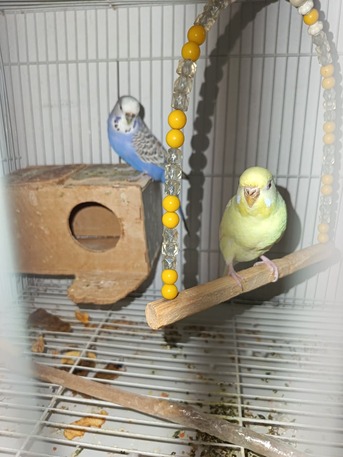 Riyadh, Pet Supplies, SAR 170,  2 Love Birds With Cage For Sale