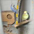 SAR 170,  2 Love Birds With Cage For Sale