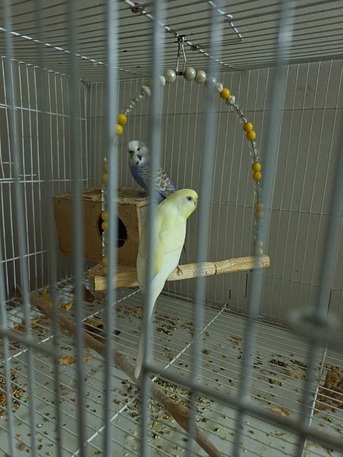 Riyadh, Pet Supplies, SAR 170,  2 Love Birds With Cage For Sale