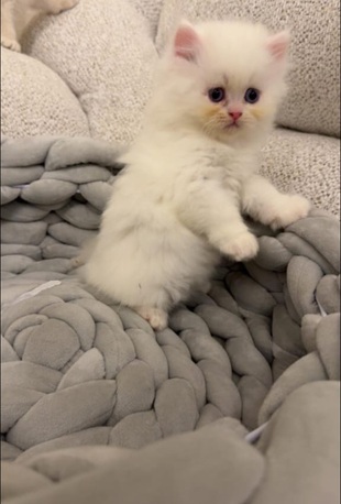 Jeddah, Pet Supplies, SAR 300,  Kitten For Sale