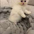 SAR 300,  Kitten For Sale