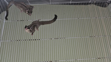 Hidd, Pet Supplies, BHD 55,  شوقر جلايدر Sugar Glider 2 No. Male, Female With Cage And Accessories