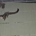 BHD 55,  شوقر جلايدر Sugar Glider 2 No. Male, Female With Cage And Accessories