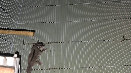 Hidd, Pet Supplies, BHD 55,  شوقر جلايدر Sugar Glider 2 No. Male, Female With Cage And Accessories