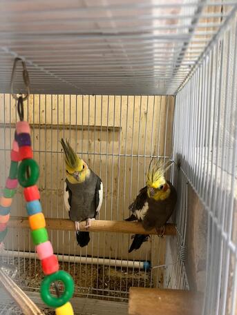 Jeddah, Pet Supplies, SAR 350,  Cockatiel And Lovebirds For Sale