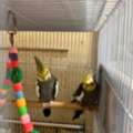 SAR 350,  Cockatiel And Lovebirds For Sale