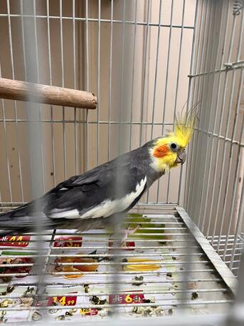 Jeddah, Pet Supplies, SAR 350,  Cockatiel And Lovebirds For Sale