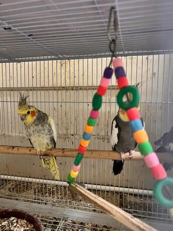 Jeddah, Pet Supplies, SAR 350,  Cockatiel And Lovebirds For Sale