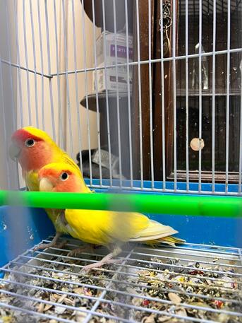 Jeddah, Pet Supplies, SAR 350,  Cockatiel And Lovebirds For Sale