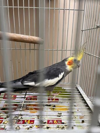 Jeddah, Pet Supplies, SAR 350,  Cockatiel And Lovebirds For Sale