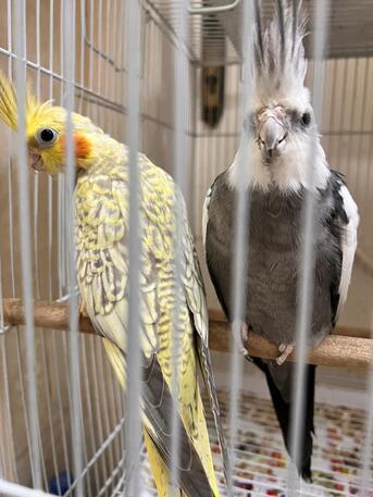Jeddah, Pet Supplies, SAR 350,  Cockatiel And Lovebirds For Sale