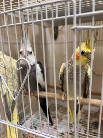 Jeddah, Pet Supplies, SAR 350,  Cockatiel And Lovebirds For Sale