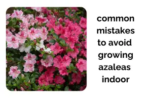 Austin, Farm/Garden, Complete Guide To Growing Azaleas Indoors