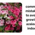 Complete Guide To Growing Azaleas Indoors