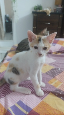 Riyadh, Pet Supplies, Adoption For 2 Kittens