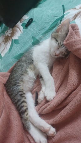 Riyadh, Pet Supplies, Adoption For 2 Kittens