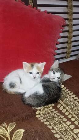 Riyadh, Pet Adoption, Adoption For 2 Kittens  For Free