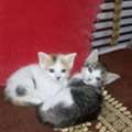 Adoption For 2 Kittens  For Free