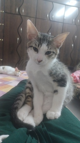 Riyadh, Pet Adoption, Adoption For 2 Kittens  For Free