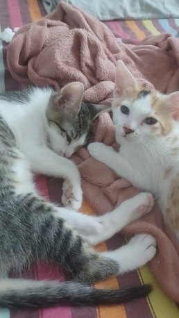 Riyadh, Pet Adoption, Adoption For 2 Kittens  For Free
