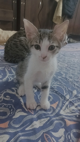 Riyadh, Pet Adoption, Adoption For 2 Kittens  For Free