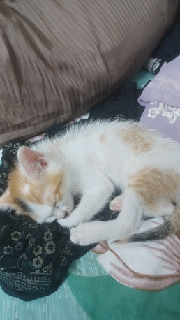 Riyadh, Pet Adoption, Adoption For 2 Kittens  For Free