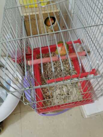 Al Aziziyah, Pet Supplies, SAR 300,  A Pair Of Rose Birds With The Cage & Accessories