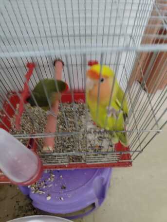 Al Aziziyah, Pet Supplies, SAR 300,  A Pair Of Rose Birds With The Cage & Accessories