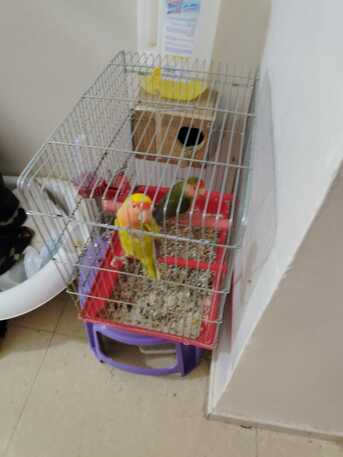 Al Aziziyah, Pet Supplies, SAR 300,  A Pair Of Rose Birds With The Cage & Accessories