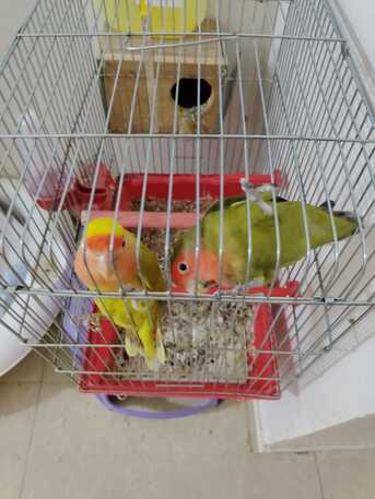 Al Aziziyah, Pet Supplies, SAR 300,  A Pair Of Rose Birds With The Cage & Accessories