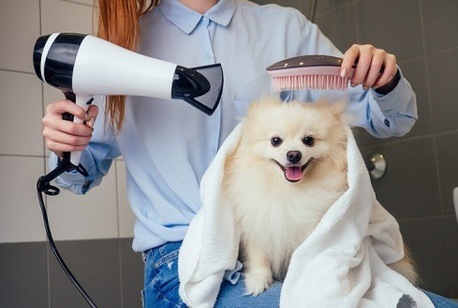 Hyderabad, Pet Sitting, Pet Grooming Experts In Secunderabad