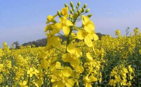 New York, Business, Mustard Sandwich Blends For Flavorful Homemade Meal Ideas