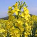 Mustard Sandwich Blends For Flavorful Homemade Meal Ideas