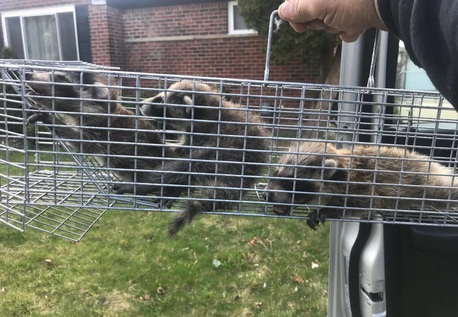 New York, Household, Animal Control Solutions For Norwalk Property Owners
