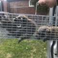 Animal Control Solutions For Norwalk Property Owners
