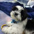BHD 0100,  Pet - BD 100