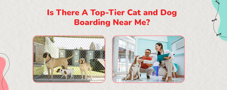 Gurgaon, Health, Dog Boarding Near Me  | CGS Hospital