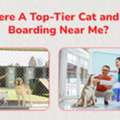 Dog Boarding Near Me  | CGS Hospital