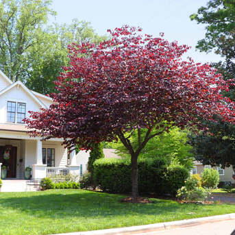 New York, Farm & Garden, USD 229,  Forest Pansy Redbud &ndash; Beautiful Ornamental Tree For Outdoor Gardens