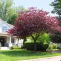 USD 229,  Forest Pansy Redbud &ndash; Beautiful Ornamental Tree For Outdoor Gardens